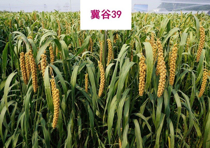 冀谷39.jpg